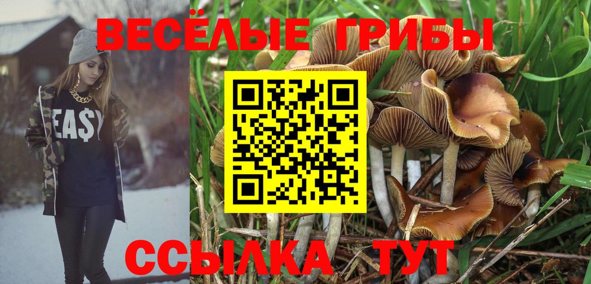 Галлюциногенные грибы Psilocybe Муром